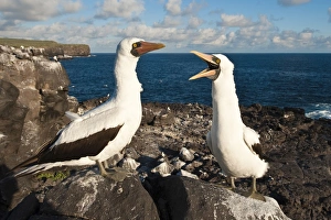 Images Dated 14th April 2010: Nazca Booby (Sula dactylatra), Suarez Point, Isla Espanola (Hood Island)
