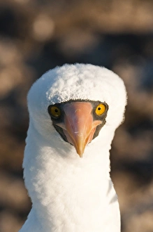 Images Dated 14th April 2010: Nazca Booby (Sula dactylatra), Suarez Point, Isla Espanola (Hood Island)