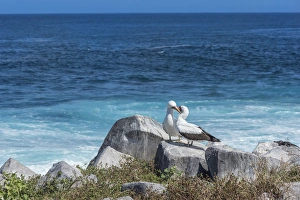 Booby Prints: Nazca booby (Sula granti), Hispanola Island
