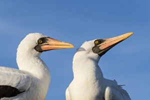 Isla Espanola Prints: Nazca booby (Sula granti), pair at Punta Suarez, Isla Espanola, Galapagos, UNESCO