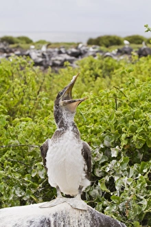 Nazca booby (Sula grantii) chick, Punta Suarez, Santiago Island, Galapagos Islands, Ecuador, South America