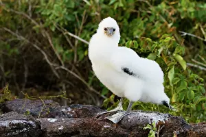 Fluffy Prints: Nazca booby (Sula grantii) downy chick in the Galapagos Island Archipelago