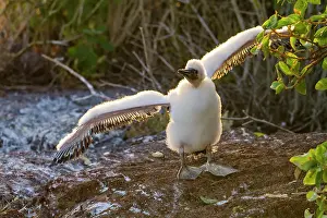 Nature Lovers Prints: Nazca booby (Sula grantii) downy chick stretching its wings to gather strength for flight in the Galapagos Islands