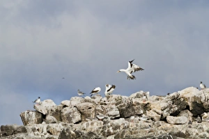 Santiago Island Prints: Nazca booby (Sula grantii), Punta Suarez