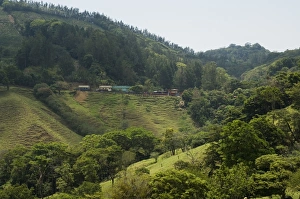 Monte Verde Prints: Near Monteverde, Costa Rica