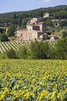 Near Siena, Val d Orcia, Tuscany, Italy, Europe