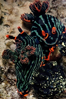 Images Dated 1st June 2008: Nembrotha kubaryana nudibranches mating, Sulawesi, Indonesia, Southeast Asia, Asia