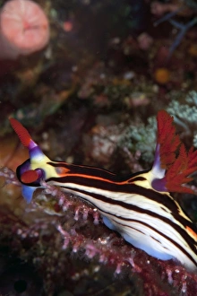 Mollusc Prints: Nembrotha purpureolineata nudibranch, Komodo, Indonesia, Southeast Asia, Asia