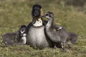 Lancashire Prints: Nene, Branta sandvicensis, Hawaiian goose with goslings, captive at Martin Mere Wildfowl