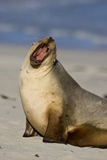 South Australia Prints: Neophoca cinerea, Seal Bay, Kangaroo Island, South Australia, Australia
