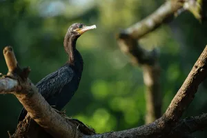 Alajuela Province Prints: Neotropic Cormorant, Cano Negro, Alajuela Province, Costa Rica, Central America