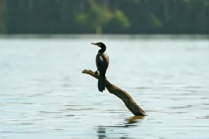 Bird Species Prints: Neotropic cormorant (Phalacrocorax brasilianus)