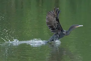 Spread Wings Prints: Neotropical Cormorant (Phalacrocorax brasilianus) taking off from water