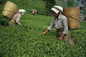 Plucking Prints: Nepali tea pickers