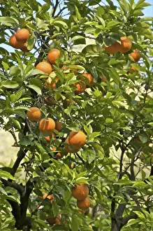 Neroli orange flowers and oranges in gardens of Reales Alcazares (Alcazar Palace Gardens)