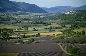 The Nesque Valley, Sault, near Mont Venoux, Vaucluse, Provence, France, Europe
