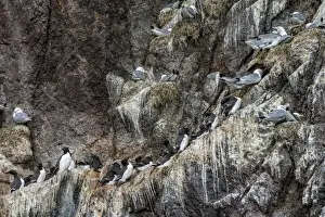 Nesting black-legged kittiwakes (Rissa tridactyla tridactyla), Herald Island, UNESCO World Heritage Site, Chuckchi Sea, Chukotka, Russia, Eurasia