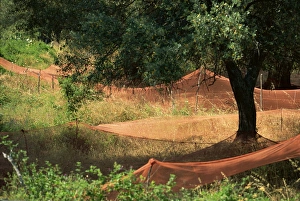 Olive Tree Prints: Nets under olive trees, Corsica, France, Europe
