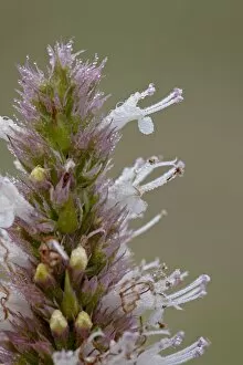 Images Dated 22nd July 2010: Nettleleaf horsemint (Agastache urticifolia) bloom with dew, Gunnison National Forest
