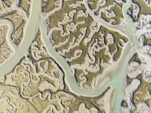 Lawn Prints: Network of channels and streams at low tide