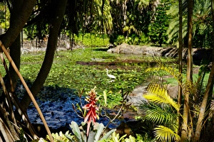 Nevis Botanical Garden, Nevis, St. Kitts and Nevis, Leeward Islands, West Indies
