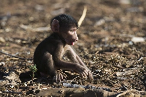 Immature Prints: A new born chacma baboon (Papio ursinus), Chobe National Park, Botswana, Africa