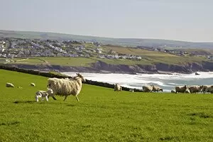 Large Group Of Animals Gallery: New-born lamb and sheep on pasture in spring sunshine, Pentire Headland