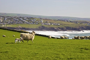Large Group Of Animals Gallery: New-born lamb and sheep on pasture in spring sunshine, Pentire Headland