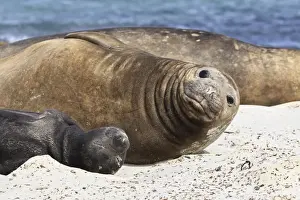 Eyes Closed Prints: New born southern elephant seal (Mirounga leonina) pup with mother