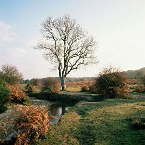 Hampshire Prints: New Forest, Hampshire, England, United Kingdom, Europe