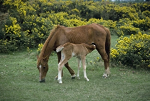 Suckling Prints: New Forest pony and suckling foal, Hampshire, England, United Kingdom, Europe