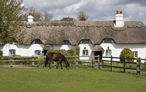 Thatch Prints: New Forest thatched cottage and pony, Hampshire, England, United Kingdom, Europe