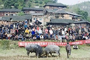 New Year bull fighting fes tival in the Miao village of Xijiang, Guizhou Province