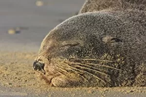 Images Dated 2nd April 2009: New Zealand fur seal (Arctocephalus forsteri) sleeps on a beach, Catlins, South Island