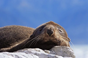 Fur Seal Prints: New Zealand fur seal (Arctocephalus fosteri)