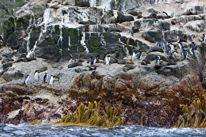 Ice Berg Prints: New Zealand fur seals and erect-crested penguins, Bounty Island, Sub-Antarctic