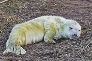 Newborn Prints: A newborn Grey Seal pup (Halichoerus grypus) on the shore in winter