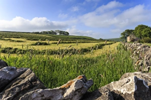 Newly mown grass in field with dry stone walls, copse of trees and house, spring morning sun