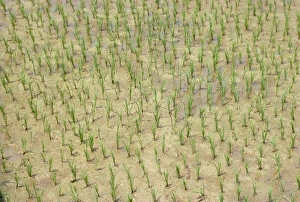 Paddy Field Prints: Newly planted rice