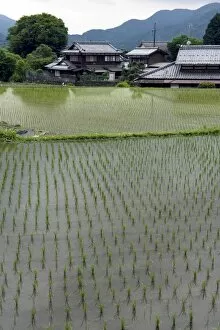 Newly planted rice seedlings in a flooded rice paddy in the rural Ohara village of Kyoto