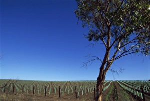 South Australia Prints: Newly planted vines, McLaren Vale, Seaview Road, South Australia, Australia, Pacific