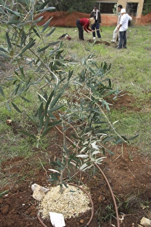 Planting Prints: Newly planted young olive tree