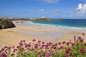 Bloom Prints: Newquay Beach with valerian in foreground, Cornwall, England, United Kingdom, Europe