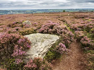 Heather Prints: The Nidderdale Way near Pateley Bridge, Yorkshire, England, United Kingdom, Europe