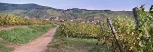 Images Dated 8th September 2010: Niedermorschwihr, village of the Alsatian Wine Road, from the vineyards