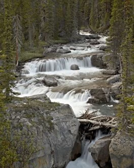 Images Dated 30th June 2009: Nigel Creek, Banff National Park UNESCO World Heritage Site, Rocky Mountains