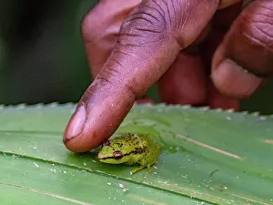 Photographer Prints: Night encounter with pandanus frog Guibemantis pulcher in Madagascar during a wildlife exploration