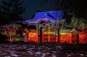 Torii Prints: Night time illumination at temples during the cherry blossom (sakura) season and festivals in Kyoto