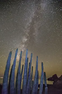 Night Sky Prints: Night view of the Milky Way with organ pipe cactus (Stenocereus thurberi) in foreground