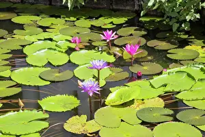 Water Lilies Prints: Nil Manel (blue water lily) (Nymphaea stellata) (Nymphaea nouchali) with pink flowers